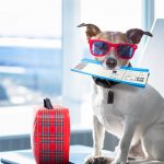 4 Important Things To Remember When Boarding Your Pet
